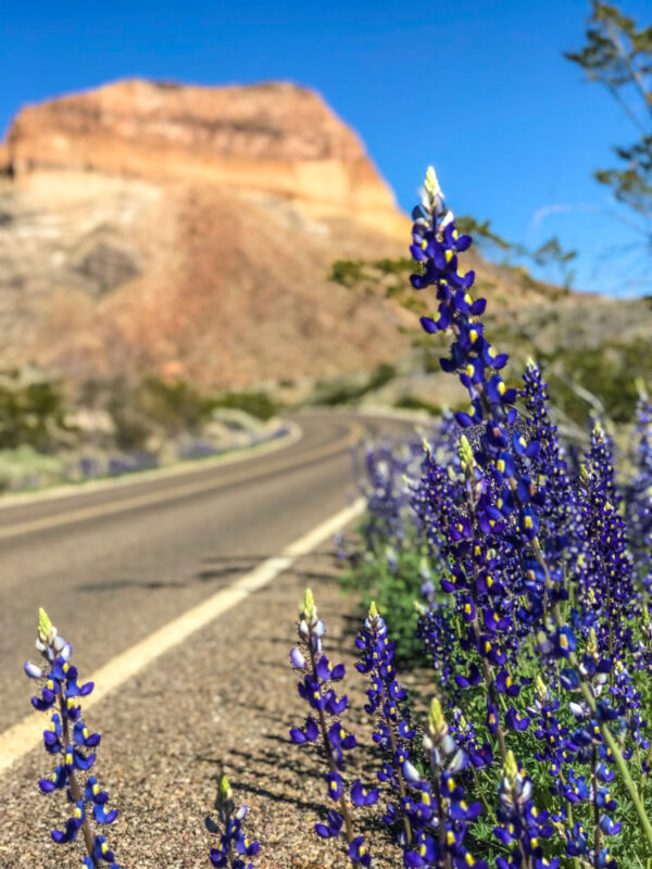 Texas bluebells in bloom in Big Bend National Park, Texas; mountain and blue sky in background