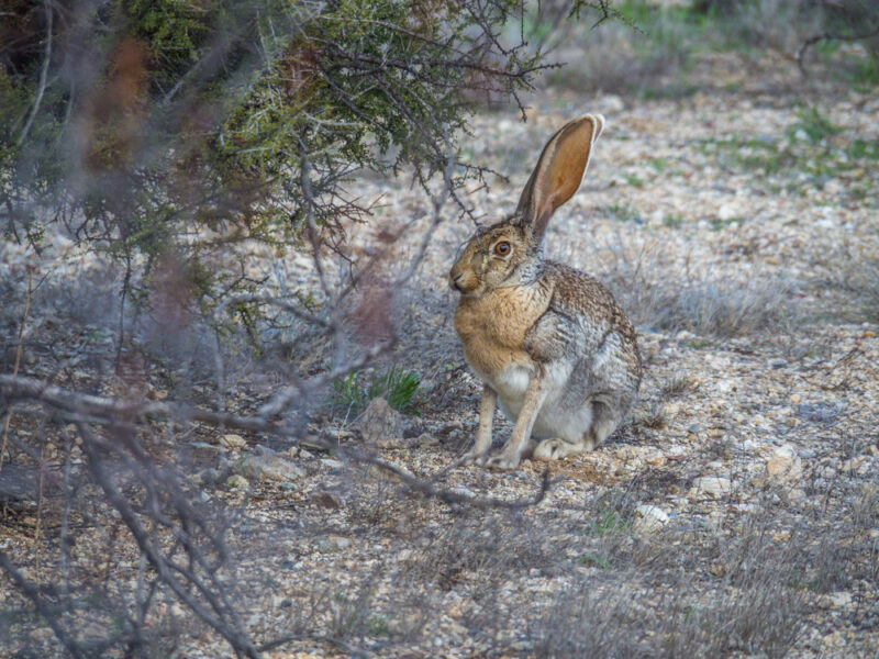 Jackrabbit seen through brush at Saguaro National Park (wildlife)