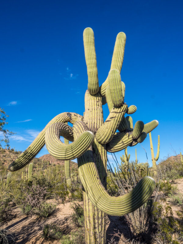 Strangest saguaro cactus arms against bright blue sky at Saguaro National Park, Tucson AZ