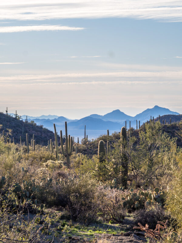 Valley full of saguaro cactus with blue mountains in background at Saguaro National Park, Tucson AZ