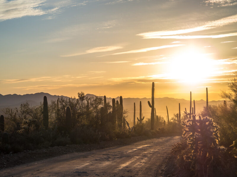 Golden hour at Saguaro National Park, Tucson Arizona