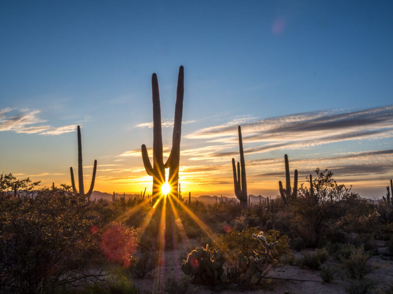 Sunset through two saguaro cacti | sunset at Saguaro National Park | Southwest sunset