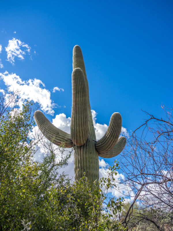 Saguaro cactus picture in front of a bright blue sky at Saguaro National Park, Tucson Arizona