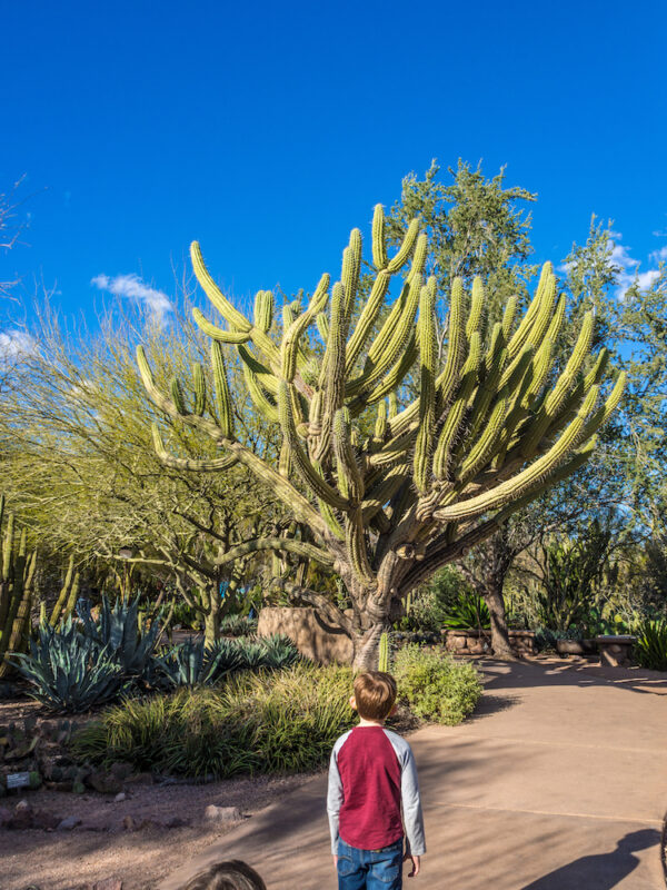 day trips in arizona for families