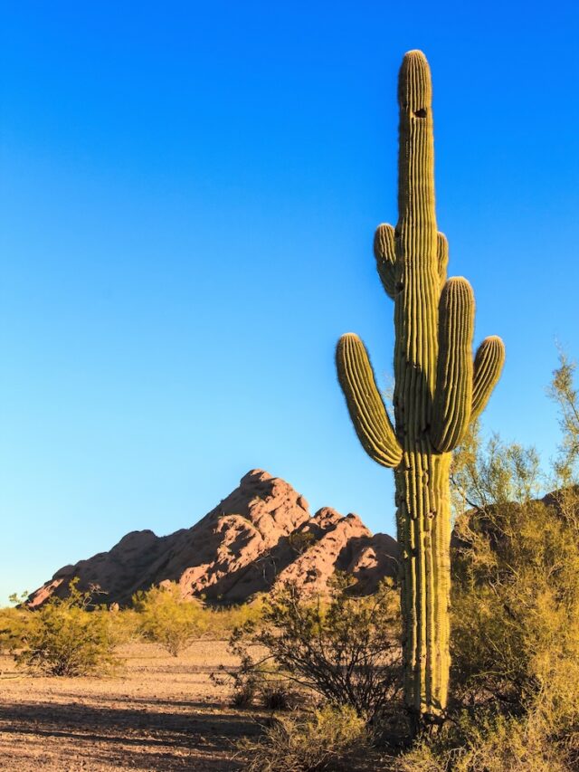 Fun Things To Do In Phoenix With Kids