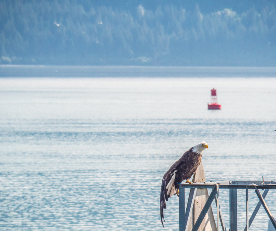 major marine or kenai fjords tours