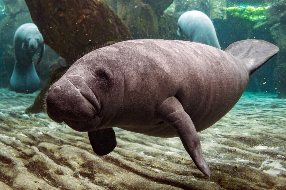 Manatee swimming in Crystal River Florida