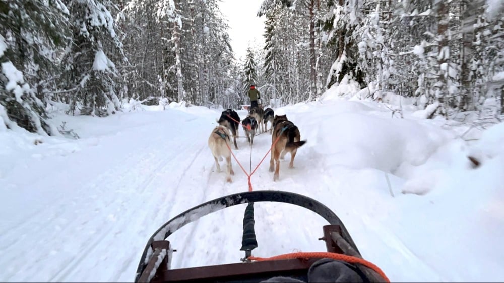 Husky Farm & Sledge Ride in Rovaniemi with kids