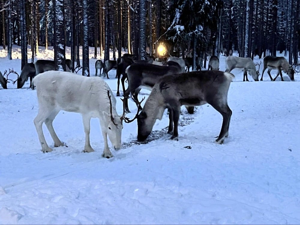 SieriPoro reindeer farm in Rovaniemi Finland