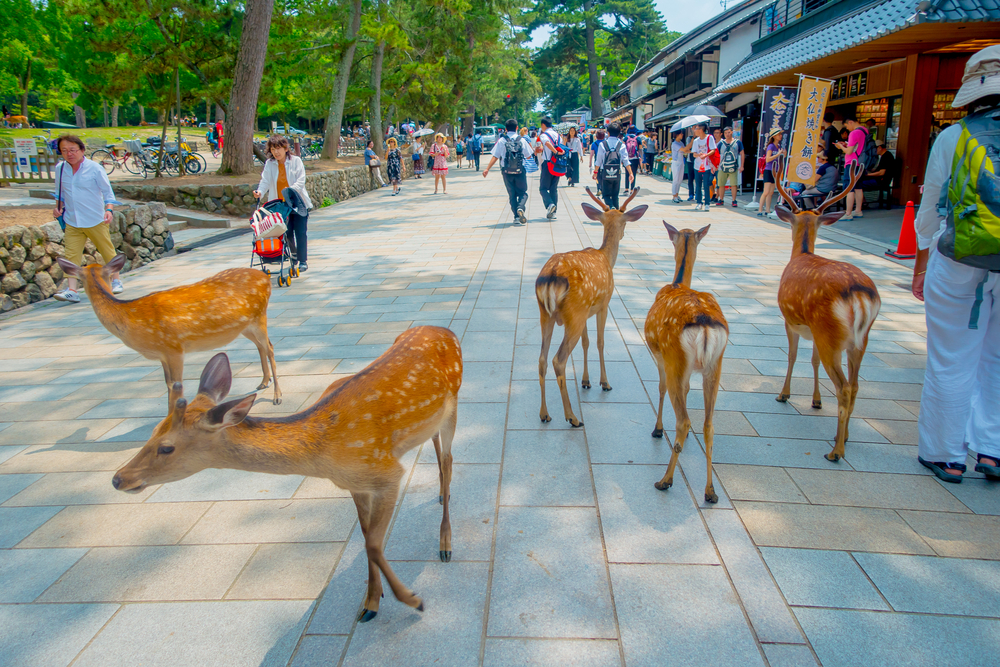 family tours in japan