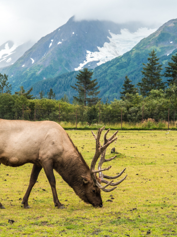 Alaska-Wildlife-Conservation-Center-8