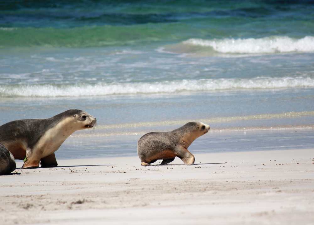 kangaroo island 4 wheel drive tours