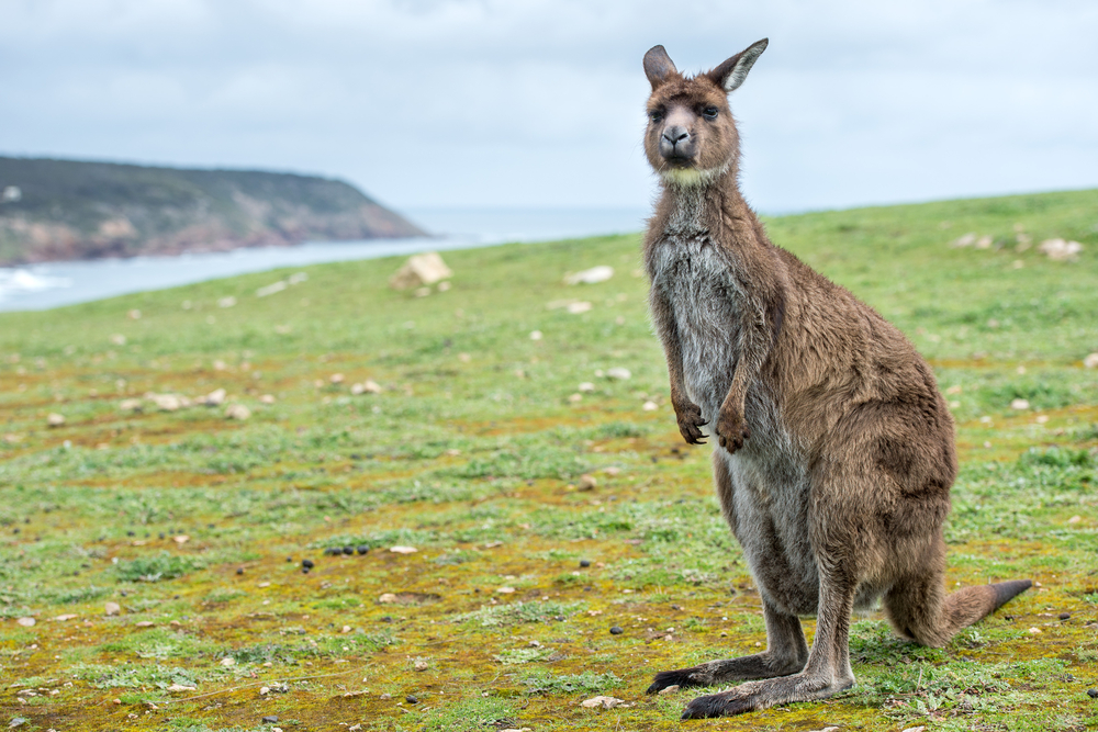 kangaroo travel services