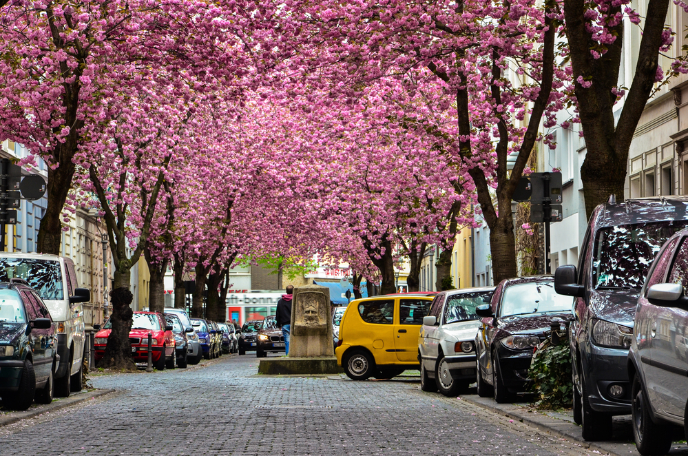 Its Cherry Blossom Season! - Victoria Regent Waterfront Hotel & Suites